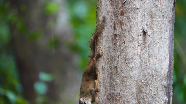 squirrel Treeshrew  on a tree
