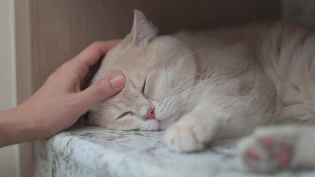 Gentle human hand petting peaceful sleeping cream british shorthair cat finding comfort