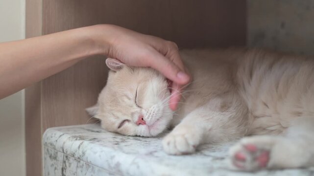 Relaxed Cream British Shorthair Cat Calm Asleep On Marble By Peaceful Hand Petting