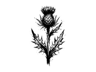 Fototapeta premium Thistle wildflower branch, minimalist vintage brush line art engraving, vector illustration for logo design