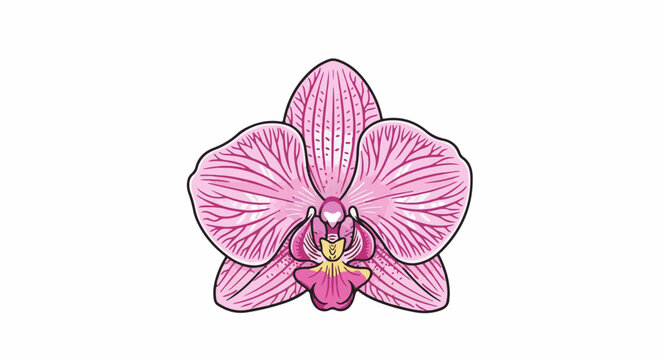 Detailed illustration of a pink orchid bloom with prominent striped petals