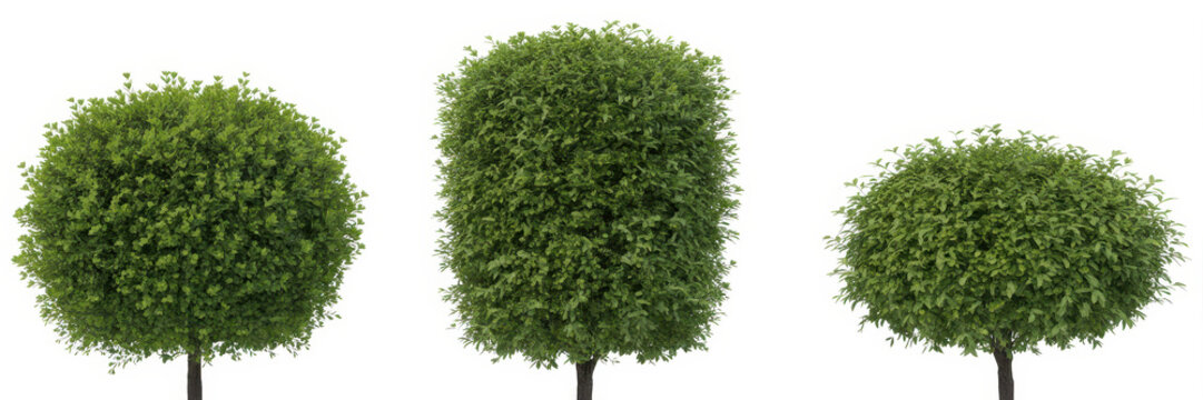 Three decorative topiary trees with different shapes isolated on a plain white background for
