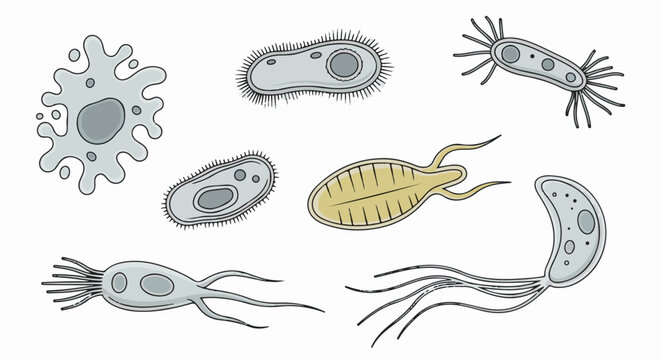Diverse microscopic organisms, depicted in a flat, illustrative style