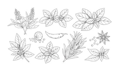 Hand drawn collection of herbs and spices with line basil rosemary chili © Rakibul V
