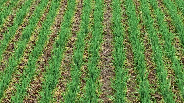 Wheat farming green field in spring season. Agricultural process strengthening soil fertility. Agro industrial sector, farming management, ranch development for income, grain trade activity