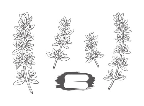 Hand drawn thyme sprigs and brush stroke frame white herb plant leaf