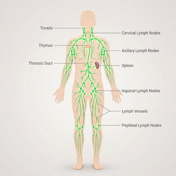 Human lymphatic system diagram with labeled body parts