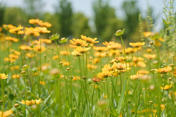 Obraz premium A beautiful field of bright yellow flowers grows in the garden during a warm and sunny spring day with green foliage in the background