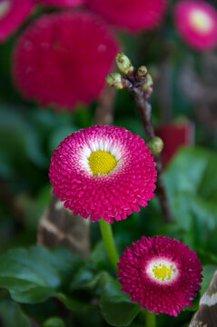 English Daisy (Bellis perennis)