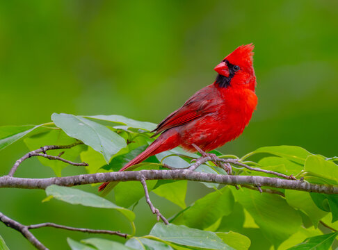 Male northern cardinal perched on a tree branch and alertly looking around