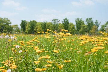 Obraz premium A beautiful field of bright yellow flowers grows in the green grass under a clear blue sky on a sunny spring day in the park