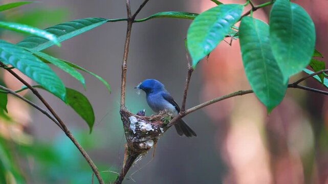 The Black-naped Monarch  (Hypothymis azurea) catches insects to feed its young in its nest on a tree branch.