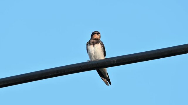 A small wild swallow bird perched on a black wire stretching its wing against a clear blue sky background with ample copy space.