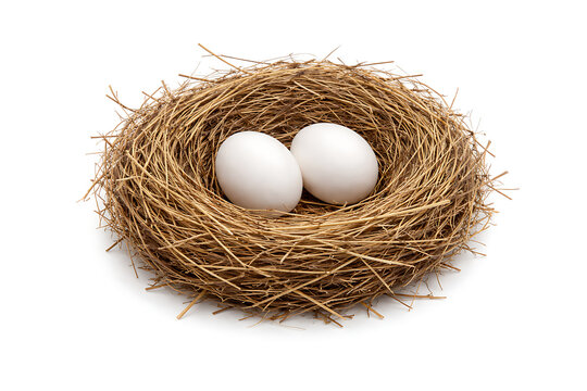 Two smooth white bird eggs nestled inside a brown straw nest isolated on white background