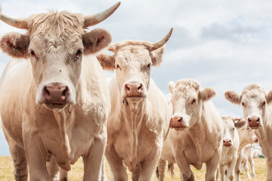Blonde d'Aquitaine cows standing in the meadow - France