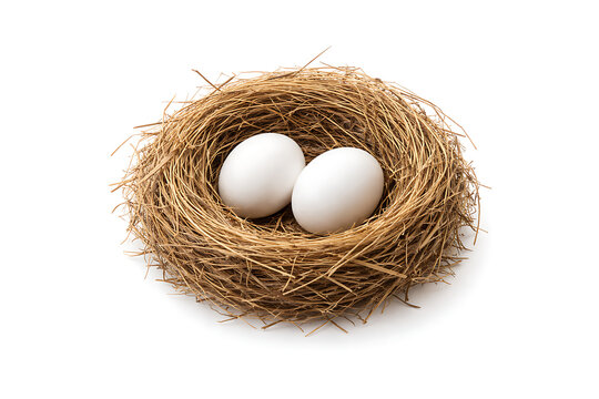 Two white birds eggs lying inside a brown straw nest isolated on white background