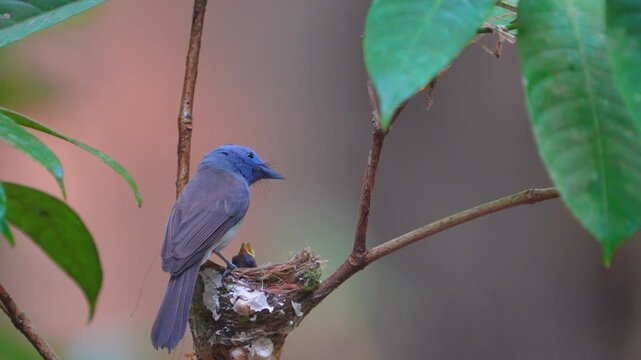 The Black-naped Monarch  (Hypothymis azurea) catches insects to feed its young in its nest on a tree branch.