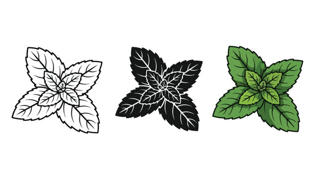 Fresh green mint leaves in three graphic styles - Line and glyph solid icon and logo template - Clipart, sticker - icon set