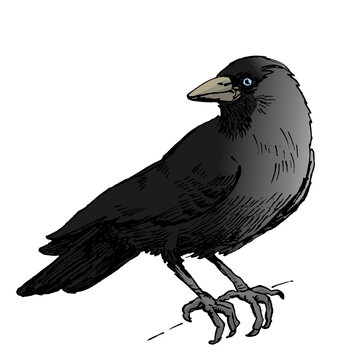 Jackdaw on the snow