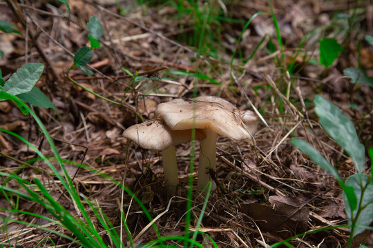 two beautiful pale wild pluteus mushrooms growing together among dry brown autumn leaves and green grass