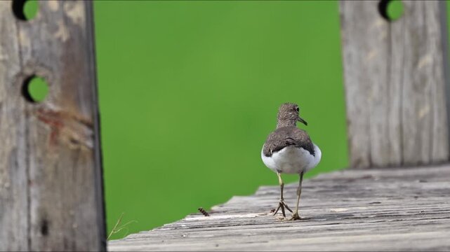 Close up side view of a small wild sandpiper bird walking on a weathered wooden boardwalk against a blurred green nature background.