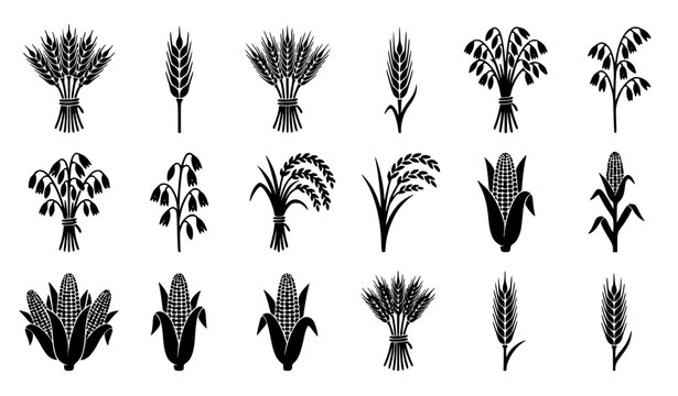 Wheat and grain silhouette set with cereal plant bundles organic farm harvest vector collection