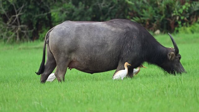 Side view of a large water buffalo grazing on lush green grass while white cattle egrets forage around it in a natural pasture.