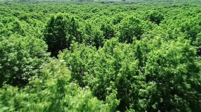 Ultra-wide aerial drone video, looking down at a vast, emerald forest canopy in bright daylight, revealing intricate organic patterns with crisp detail. Concept of boundless nature's serenity