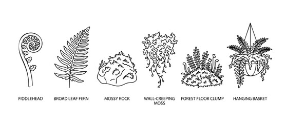 Obraz premium Fern Plant Collection Set Line Art Illustrations, Fiddlehead, Broad Leaf Fern, Mossy Rock, Hanging Basket and Forest Floor Clump for Botanical Graphic Design Projects, Black and White Minimalist Icons