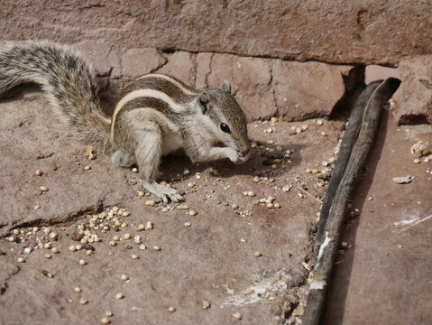one northern palm squirrel eating grains in Jodhpur, india. Funambulus pennantii, urban wildlife