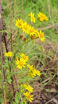 Yellow ragwort wildflowers gently swaying in the wind