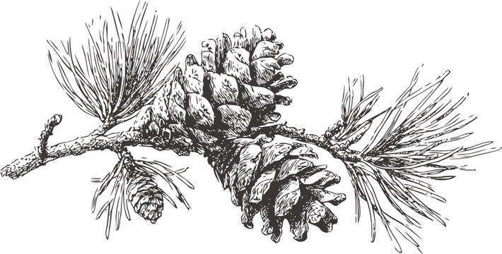 pine branch with cones and needles hand drawn conifer botanical illustration in black and white