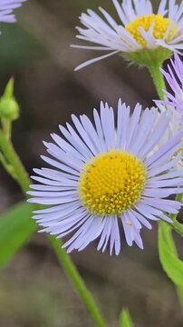 Delicate purple fleabane daisy wildflowers swaying gently
