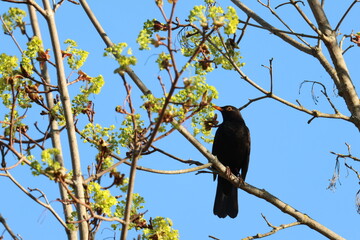 Fototapeta premium The common blackbird (Turdus merula) bird