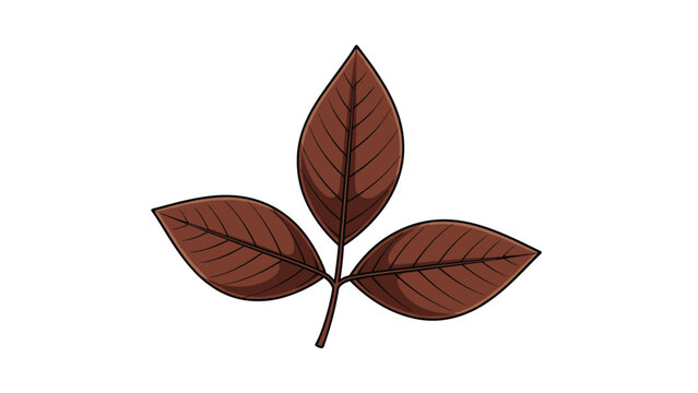Brown walnut or pecan leaves isolated on a white background, featuring three distinct leaflets with detailed vein patterns.