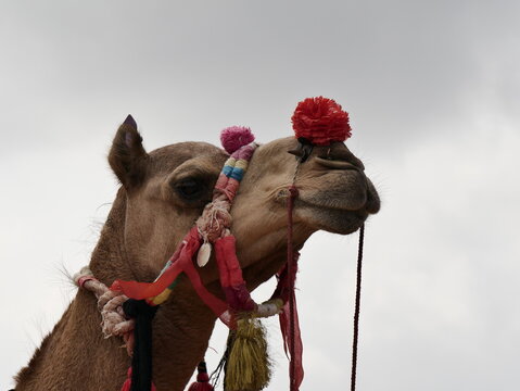 SIde view portrait of a dromedary camel of the Thar desert in Rajasthan, with decoration and ornament for the festival of Jodhpur, India