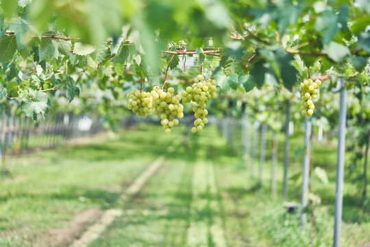 This collection highlights organic Campbell Early and Shine Muscat grapes growing in a sunlit, eco-friendly greenhouse. The images showcase sustainable farming and fresh, premium summer fruits.
