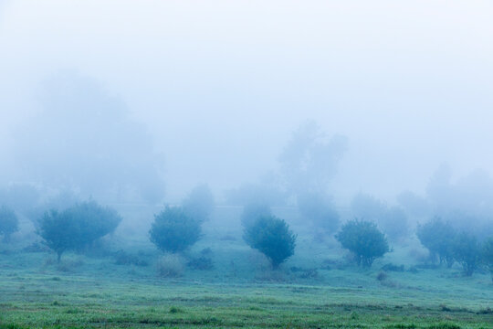 early morning fog, Swellendam, South Africa