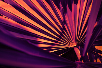 Abstract of Palm leaves with dramatic purple and orange lighting, Creative moody tropical foliage pattern with sophisticated neon tones. © pernsanitfoto