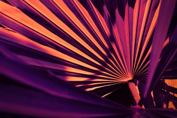 Fotobehang Tropisch Abstract of Palm leaves with dramatic purple and orange lighting, Creative moody tropical foliage pattern with sophisticated neon tones.  © pernsanitfoto
