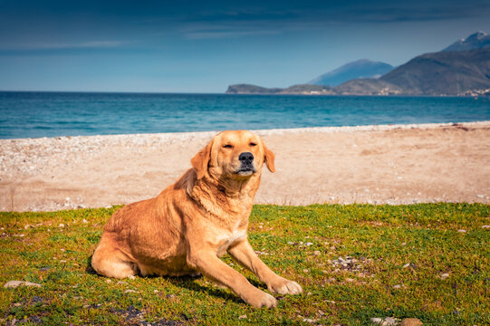 Red dog on Buneci Beach with huge peak on background. Sunny morning seascape of Adriatic sea. Spectacular summer scene of Albania, Europe. Traveling concept background.