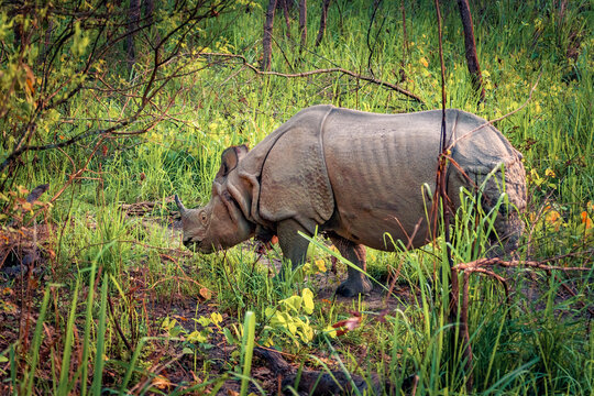  Summer view of  endangered black rhinoceros (Diceros bicornis) standing in natural habitat, asian jungle. Splendid morning scene of foliage forest with rhinoceros in national park of Nepal, Asia.