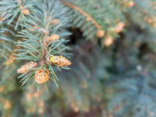 Blue Spruce Branch Spring Buds Silver Needles Macro Conifer Forest Botanical Nature Elegant Background © YM Creative Studio
