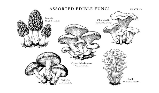 Edible mushroom vector set with morel chanterelle shiitake oyster and enoki varieties in clean flat style