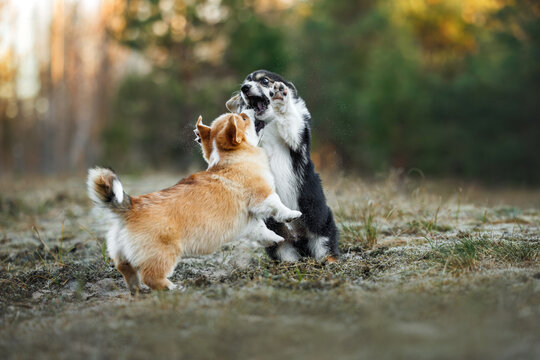 two funny welsh corgi puppies playing together in the forest