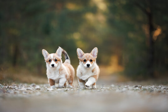 two cute welsh corgi puppies walking in the forest together