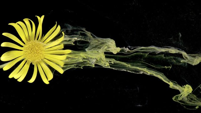Yellow daisy streaming ink plume motion, side profile of bloom releasing sinuous greenish smoke trails across dark canvas, high contrast macro, fluid