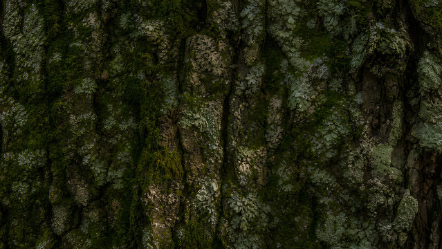 Tree bark with lichen and soft moss natural texture