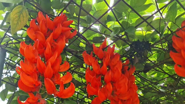 Beautiful Cascading Red Tropical Flowers Hanging on a Lush Garden Trellis Canopy