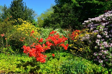 Obraz premium prächtige Blüten im Park